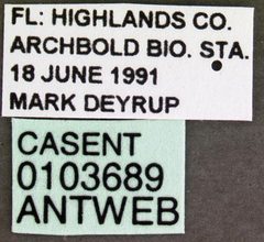 Camponotus nearcticus casent0103689 label 1 by April Nobile. Used under a CC BY 4.0 license.
