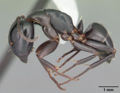 Camponotus nearcticus casent0103689 profile 1 by April Nobile. Used under a CC BY 4.0 license.