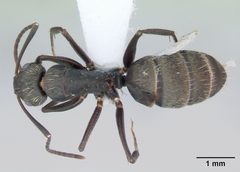 Camponotus novogranadensis casent0173434 dorsal 1 by April Nobile. Used under a CC BY 4.0 license.