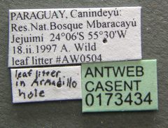 Camponotus novogranadensis casent0173434 label 1 by Michele Esposito. Used under a CC BY 4.0 license.