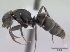 Camponotus novogranadensis casent0173434 profile 1 by April Nobile. Used under a CC BY 4.0 license.