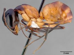 Camponotus ocreatus casent0005348 profile 1 by April Nobile. Used under a CC BY 4.0 license.