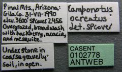 Camponotus ocreatus casent0102778 label 1 by Jen Fogarty. Used under a CC BY 4.0 license.