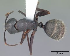 Camponotus pennsylvanicus casent0103692 dorsal 1 by April Nobile. Used under a CC BY 4.0 license.