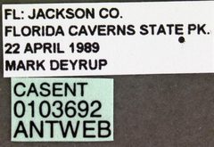 Camponotus pennsylvanicus casent0103692 label 1 by April Nobile. Used under a CC BY 4.0 license.