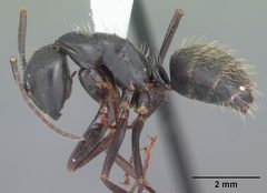 Camponotus pennsylvanicus casent0103692 profile 1 by April Nobile. Used under a CC BY 4.0 license.