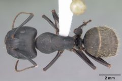 Camponotus pennsylvanicus casent0103694 dorsal 1 by April Nobile. Used under a CC BY 4.0 license.