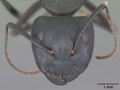 Camponotus pennsylvanicus casent0103694 head 1 by April Nobile. Used under a CC BY 4.0 license.