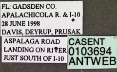 Camponotus pennsylvanicus casent0103694 label 1 by April Nobile. Used under a CC BY 4.0 license.