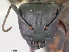 Camponotus pennsylvanicus casent0104865 head 1 by April Nobile. Used under a CC BY 4.0 license.