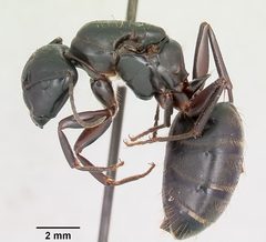 Camponotus pennsylvanicus casent0104865 profile 1 by April Nobile. Used under a CC BY 4.0 license.
