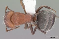 Camponotus planatus casent0103696 dorsal 1 by April Nobile. Used under a CC BY 4.0 license.