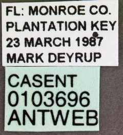 Camponotus planatus casent0103696 label 1 by April Nobile. Used under a CC BY 4.0 license.