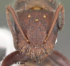 Camponotus planatus casent0103699 head 1 by April Nobile. Used under a CC BY 4.0 license.