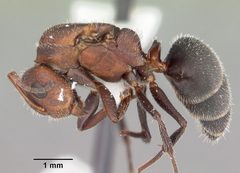 Camponotus planatus casent0103699 profile 1 by April Nobile. Used under a CC BY 4.0 license.