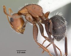 Camponotus planatus casent0103700 profile 1 by April Nobile. Used under a CC BY 4.0 license.