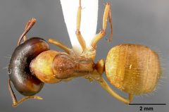 Camponotus sansabeanus casent0005350 dorsal 1 by April Nobile. Used under a CC BY 4.0 license.
