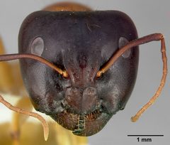 Camponotus sansabeanus casent0005350 head 1 by April Nobile. Used under a CC BY 4.0 license.