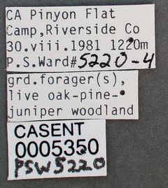 Camponotus sansabeanus casent0005350 label 1 by wikipedia. Used under a CC BY 4.0 license.