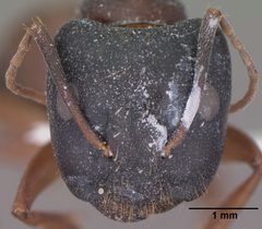 Camponotus sansabeanus casent0102779 head 1 by April Nobile. Used under a CC BY 4.0 license.