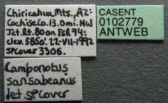 Camponotus sansabeanus casent0102779 label 1 by Jen Fogarty. Used under a CC BY 4.0 license.