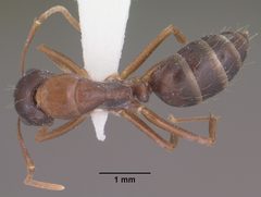 Camponotus sansabeanus casent0102780 dorsal 1 by Jen Fogarty. Used under a CC BY 4.0 license.