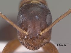 Camponotus sansabeanus casent0102780 head 1 by Jen Fogarty. Used under a CC BY 4.0 license.