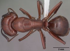 Camponotus schaefferi casent0102783 dorsal 1 by April Nobile. Used under a CC BY 4.0 license.