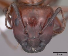 Camponotus schaefferi casent0102783 head 1 by April Nobile. Used under a CC BY 4.0 license.