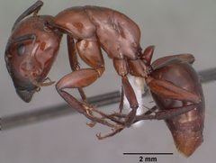 Camponotus schaefferi casent0102783 profile 1 by April Nobile. Used under a CC BY 4.0 license.