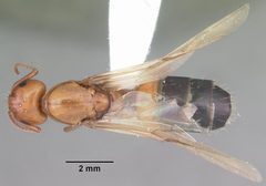 Camponotus snellingi casent0103729 dorsal 1 by April Nobile. Used under a CC BY 4.0 license.