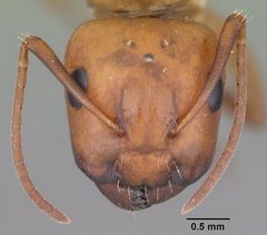Camponotus snellingi casent0103729 head 1 by April Nobile. Used under a CC BY 4.0 license.