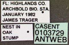 Camponotus snellingi casent0103729 label 1 by April Nobile. Used under a CC BY 4.0 license.