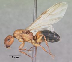 Camponotus snellingi casent0103729 profile 2 by April Nobile. Used under a CC BY 4.0 license.