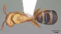 Camponotus snellingi casent0103730 dorsal 1 by April Nobile. Used under a CC BY 4.0 license.