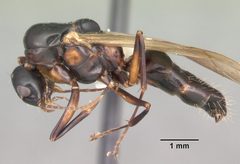 Camponotus snellingi casent0103731 profile 1 by April Nobile. Used under a CC BY 4.0 license.