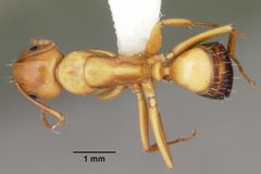 Camponotus snellingi casent0103732 dorsal 1 by April Nobile. Used under a CC BY 4.0 license.
