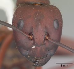 Camponotus socius casent0103711 head 1 by April Nobile. Used under a CC BY 4.0 license.