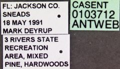 Camponotus socius casent0103712 label 1 by April Nobile. Used under a CC BY 4.0 license.