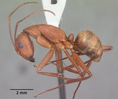 Camponotus socius casent0103712 profile 1 by April Nobile. Used under a CC BY 4.0 license.