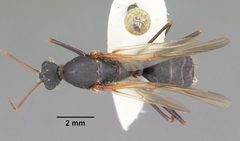 Camponotus socius casent0103714 dorsal 1 by April Nobile. Used under a CC BY 4.0 license.