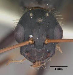 Camponotus socius casent0103714 head 1 by April Nobile. Used under a CC BY 4.0 license.