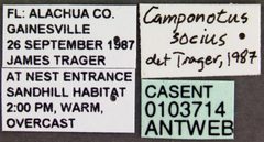 Camponotus socius casent0103714 label 1 by April Nobile. Used under a CC BY 4.0 license.
