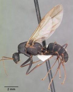 Camponotus socius casent0103714 profile 1 by April Nobile. Used under a CC BY 4.0 license.