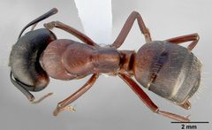 Camponotus vicinus casent0005353 dorsal 1 by April Nobile. Used under a CC BY 4.0 license.