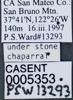 Camponotus vicinus casent0005353 label 1 by wikipedia. Used under a CC BY 4.0 license.