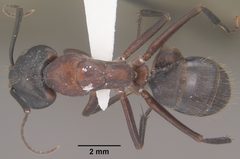 Camponotus vicinus casent0102788 dorsal 1 by Jen Fogarty. Used under a CC BY 4.0 license.