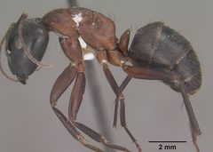 Camponotus vicinus casent0102788 profile 1 by Jen Fogarty. Used under a CC BY 4.0 license.