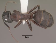Camponotus vicinus casent0102789 dorsal 1 by Jen Fogarty. Used under a CC BY 4.0 license.