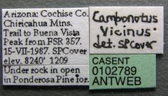 Camponotus vicinus casent0102789 label 1 by Jen Fogarty. Used under a CC BY 4.0 license.